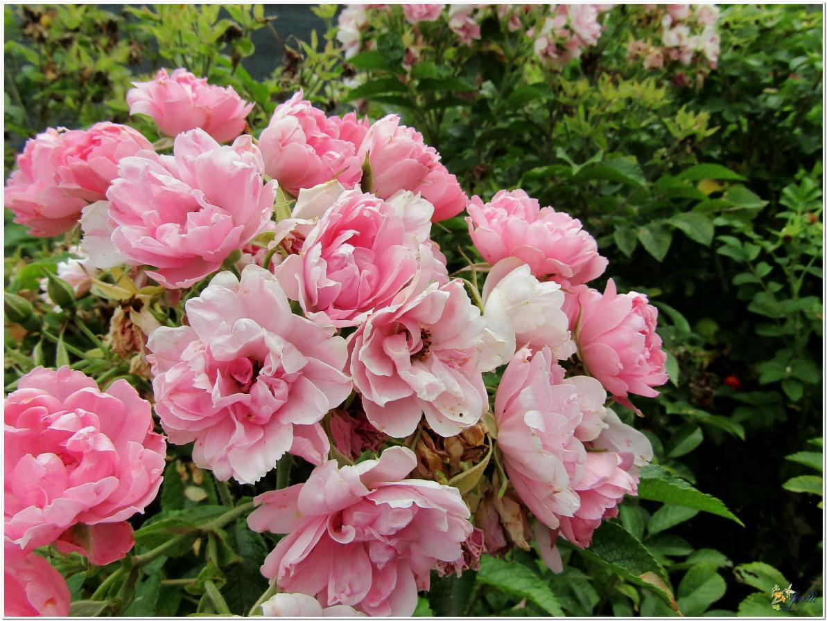 2024  LES ROSES DU JARDIN 