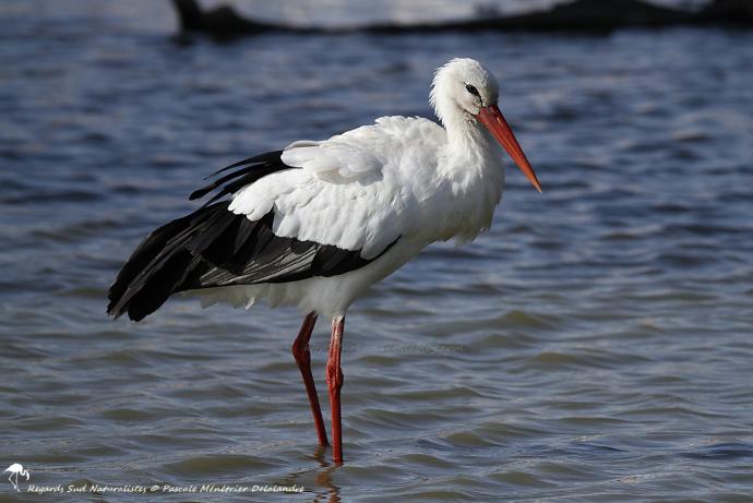 Cigogne blanche