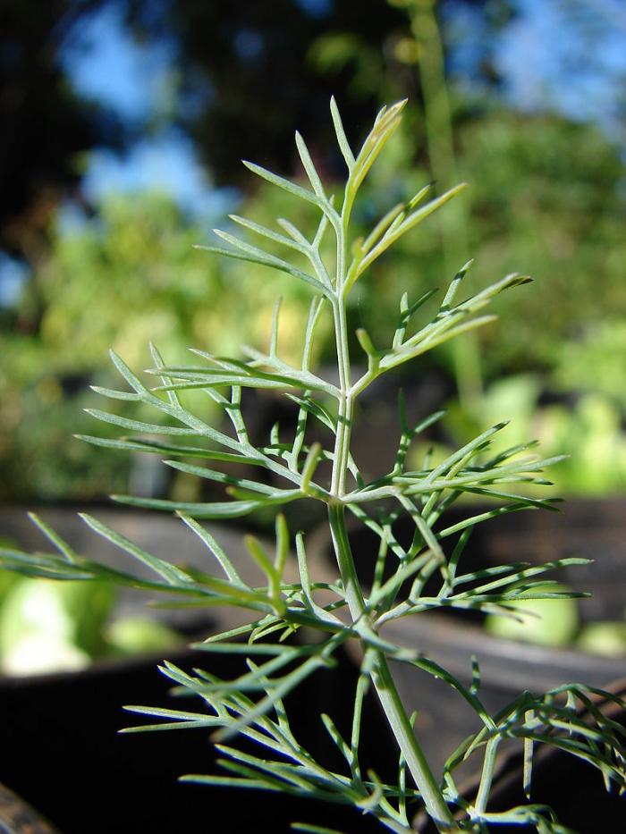 Plantes aromatiques  1ère partie