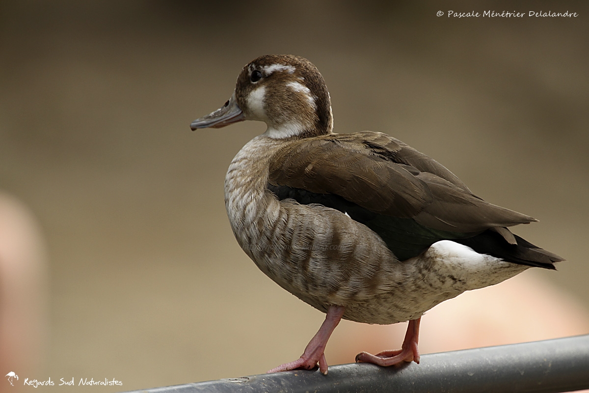 Canard à collier noir ♀