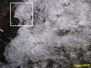 LES EMANANTS ANIMAUX 2