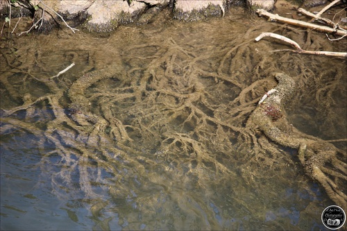 Les racines de nos arbres au bord de l'eau