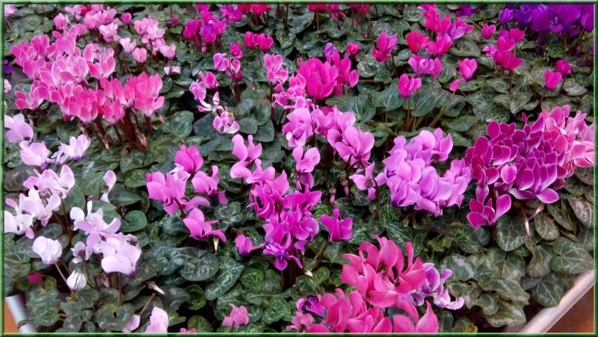 Des photos de plantes prises dans les jardineries