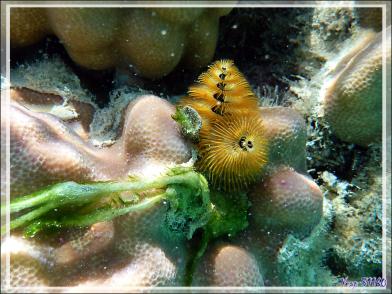 Spirobranche "arbre de Noël", Christmas tree worm (Spirobranchus giganteus) - Maupiti - Polynésie française