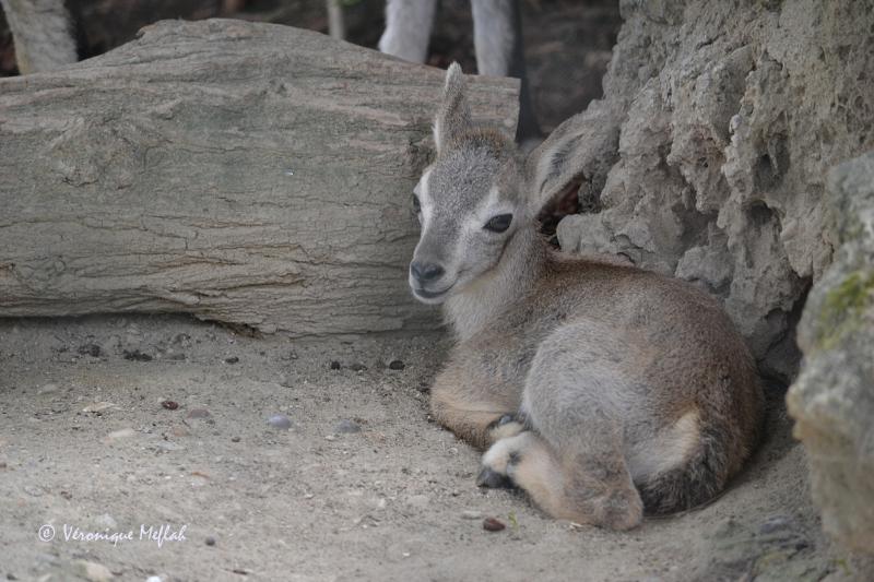 Ménagerie du Jardin des Plantes :  petit Markhor