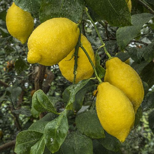 Arbre fruitier  ; Citronnier