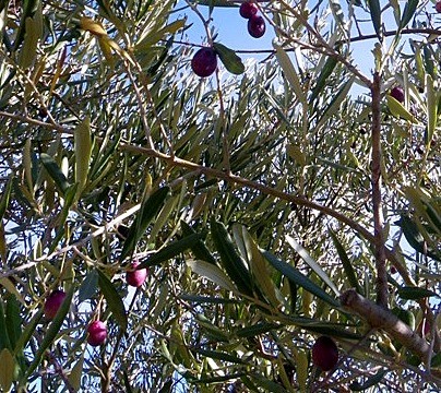 Istres colline (19)
