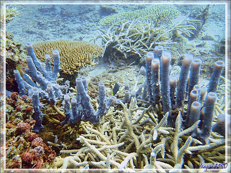 Éponge tubulaire bleue Haliclone pâle, Colonial tube-sponge (Siphonochalina siphonella) - Spot Sugar Man - Tsarabanjina - Mitsio - Madagascar