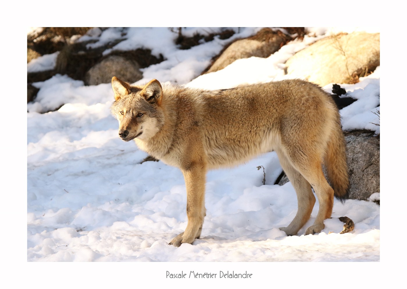 Loup gris (Les Angles)