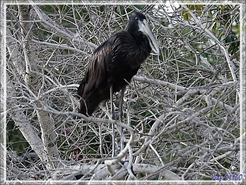 Bec-ouvert africain, African Openbill (Anastomus lamelligerus) - Fleuve Zambèze - Zimbabwe
