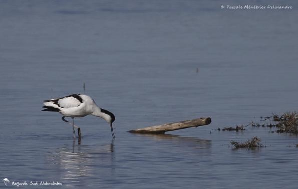 Avocette élégante