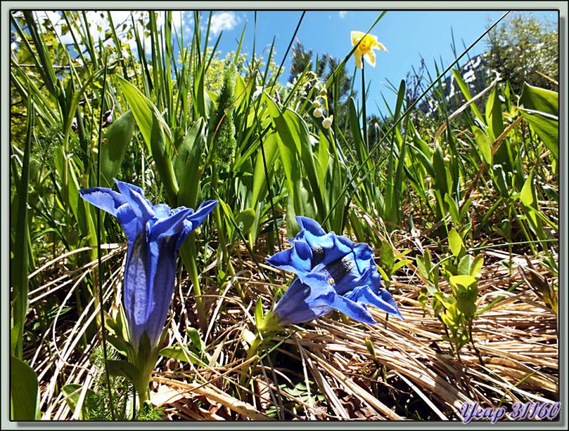 Gentiane acaule (Gentiana acaulis), muguet, jonquille - Varrados - Val d'Aran - Catalogne - Espagne  (Flore)
