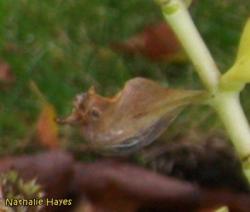 La Page de Nathalie Hayes