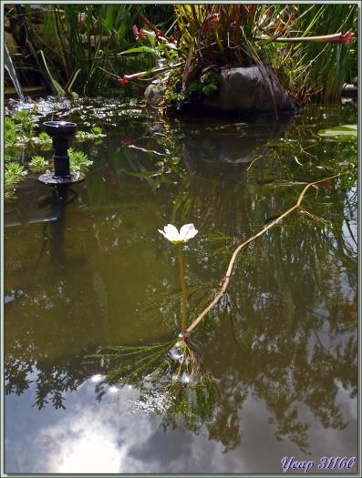 Renoncule flottante ou Renoncule des rivières (Ranunculus fluitans) - Lartigau - Milhas - 31