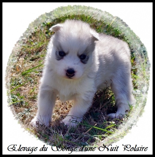 Chiot Husky Femelle 4 (22j)