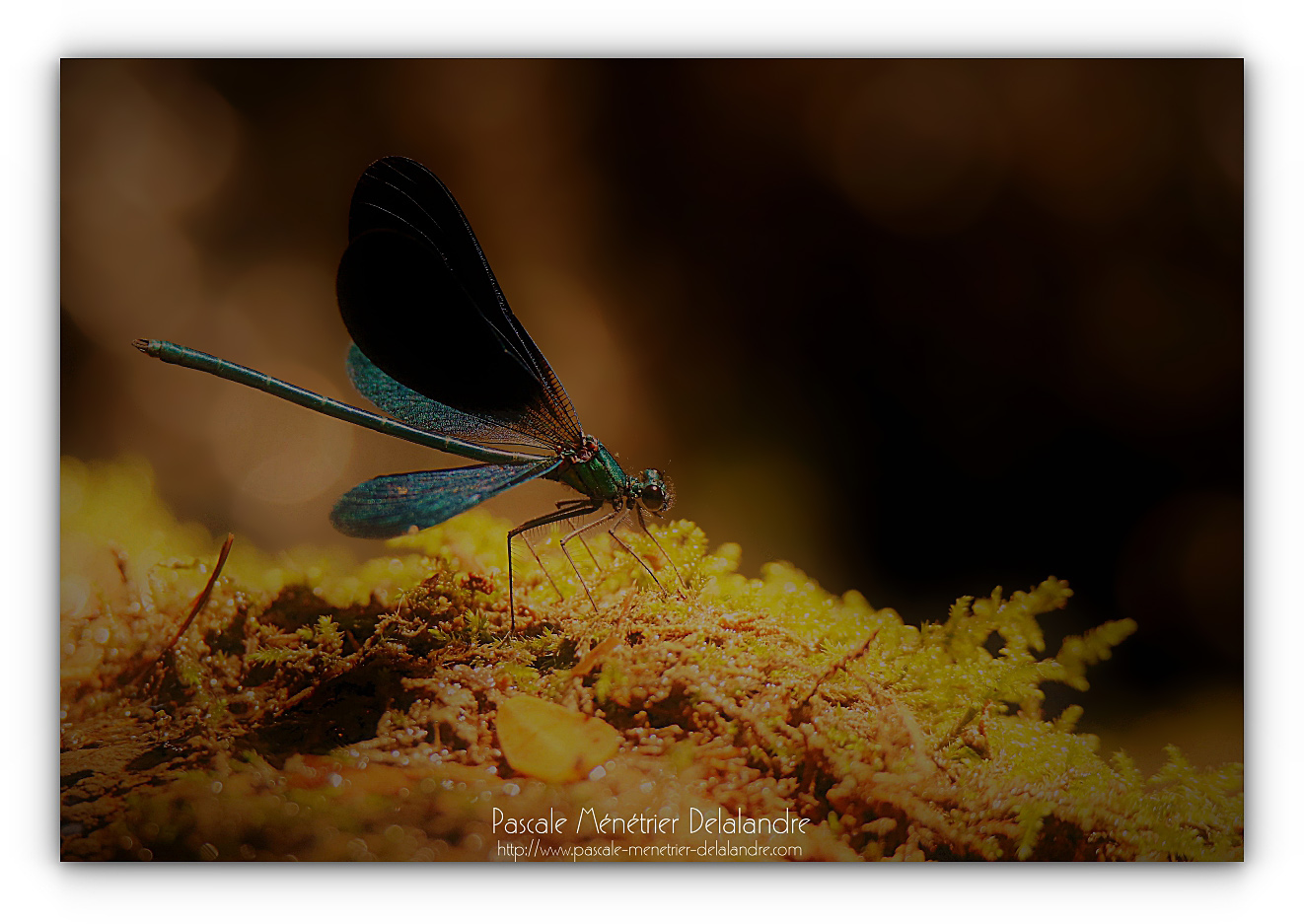 Caloptéryx vierge méridional - Calopteryx virgo méridionalis ♂