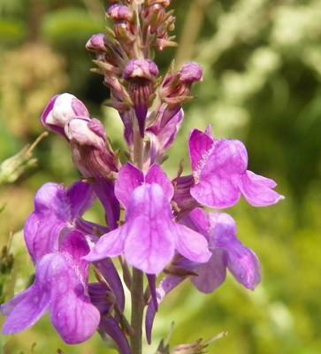 Fleurs cultivées : Linaires