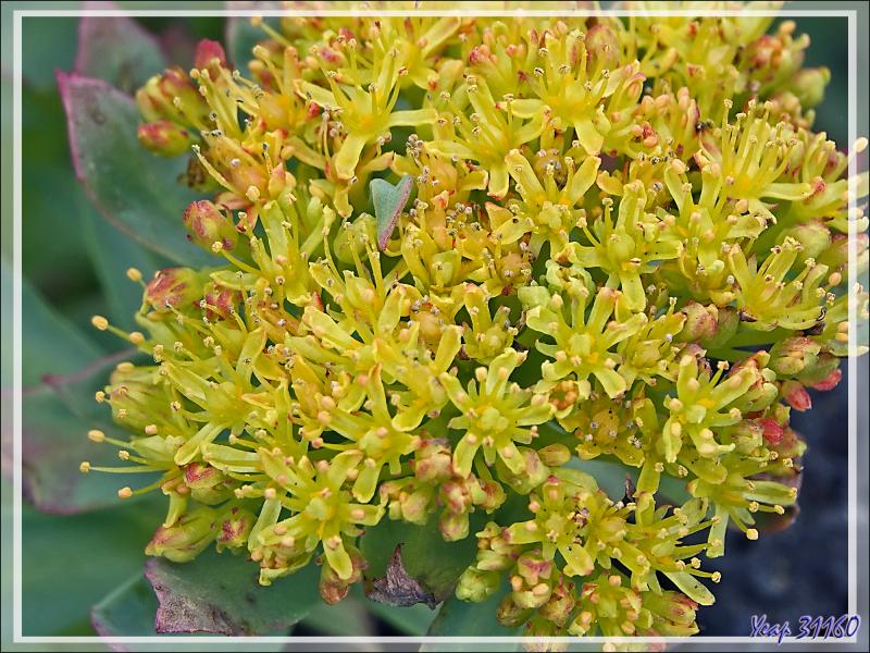 07/06/2023 : nous nous dirigeons vers le Blue Lagoon tout en faisant de la géologie, de la botanique ou de l'ornithologie lorsque l'occasion se présente - Péninsule de Reykjanes - Islande
