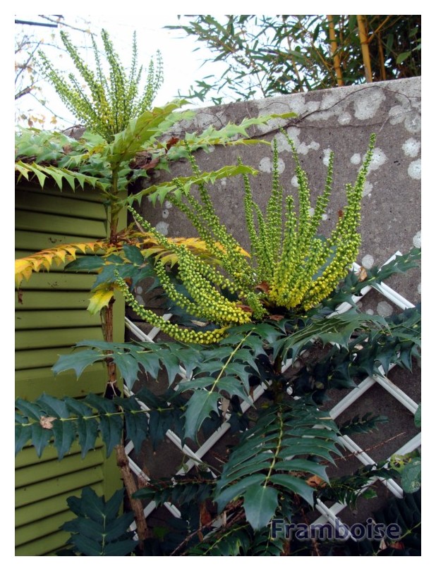 Le Mahonia ou la Mahonie du jardin 