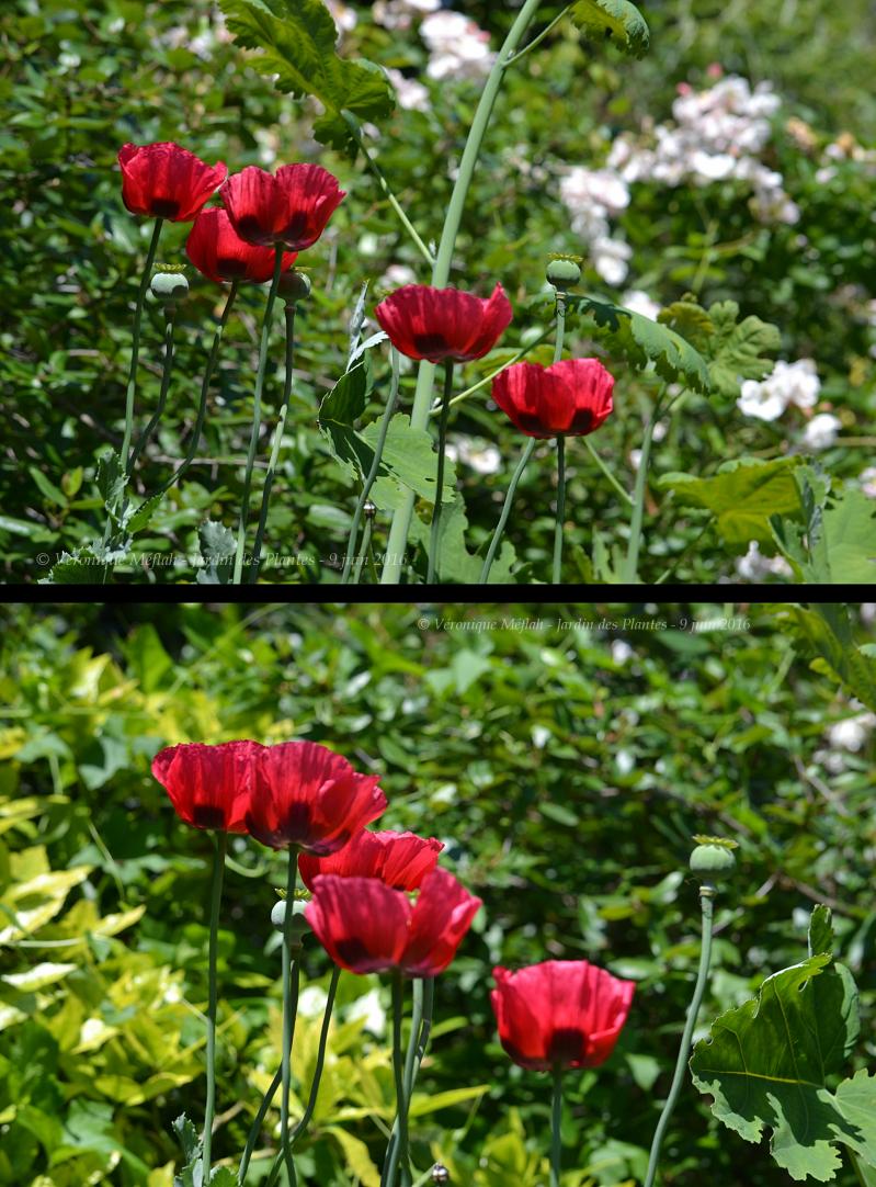 Jardin des Plantes de Paris : Jardin des iris et des plantes vivaces