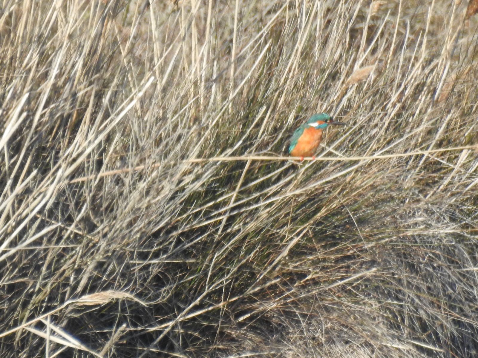 Mon premier martin-pêcheur pour 2023...
