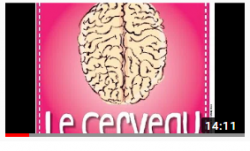 Comment expliquer le cerveau aux enfants?