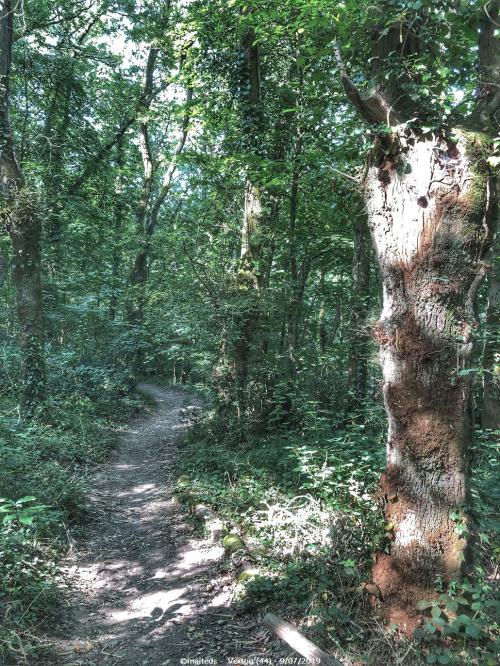 Forêt de Touffou - Vertou (44)