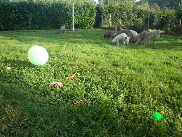 Jeux de ballons