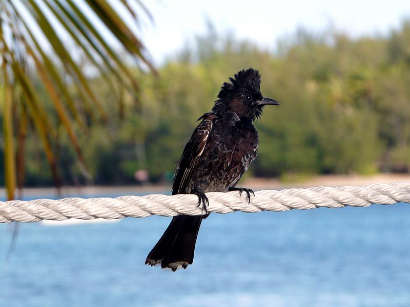 Bulbul à ventre rouge - Moorea - Polynésie française
