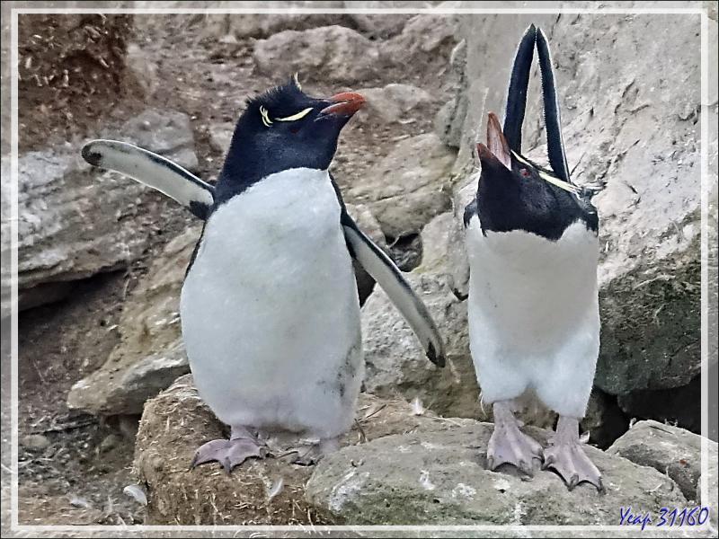 Gorfous sauteurs, Southern Rockhopper Penguin (Eudyptes chrysocome) - Coffin's Harbour - New Island - Falkland (Malouines, Malvinas) - Grande-Bretagne