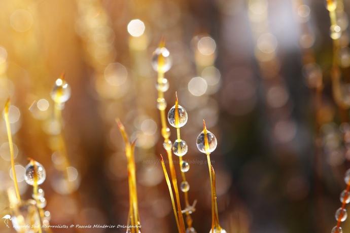 Perles d'eau sur la mousse