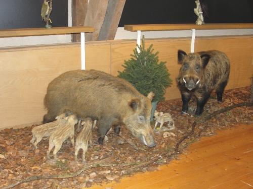 -Les étangs des Marots