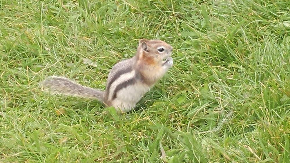 2019 summer vacation: Day twelve - From Edmonton to Jasper