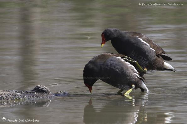 Accouplement de Gallinules poules-d'eau