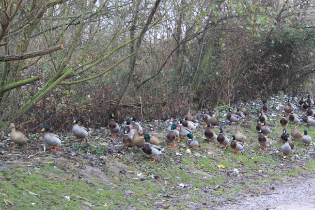 Sortie au Platier ce mardi 27 novembre
