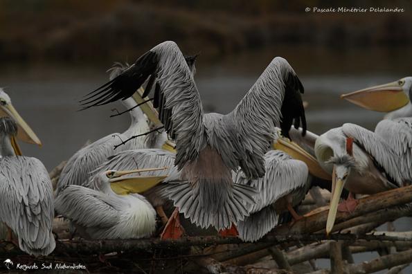 Pélican gris (ou Pélican à dos rosé)