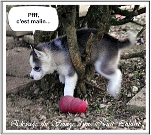 Portée de Lakmé (4 novembre 2018)