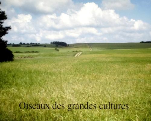 "Portraits d' oiseaux de Côte d'Or",  une conférence de la LPO à Laignes