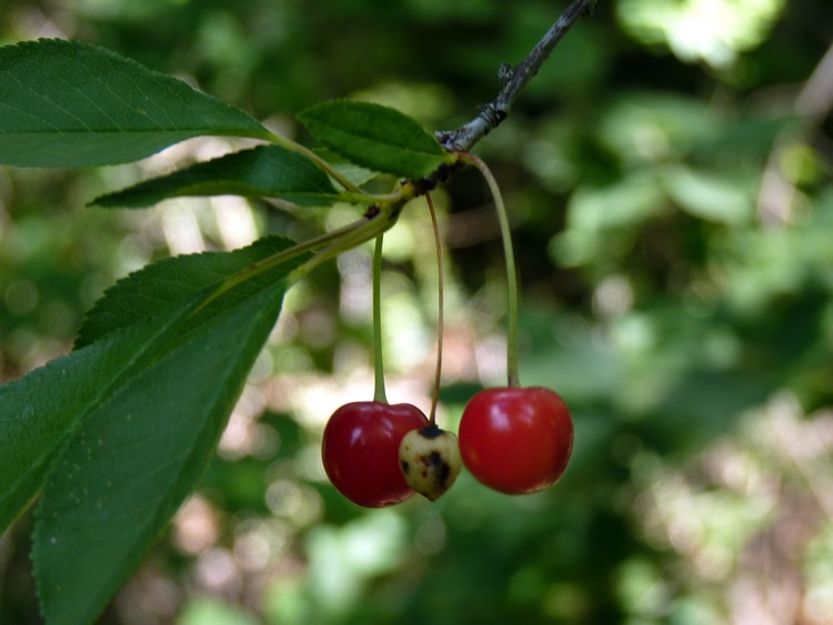 Cerises