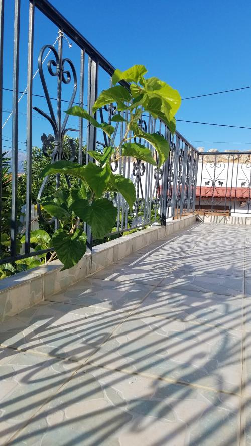 Le pari du jardin