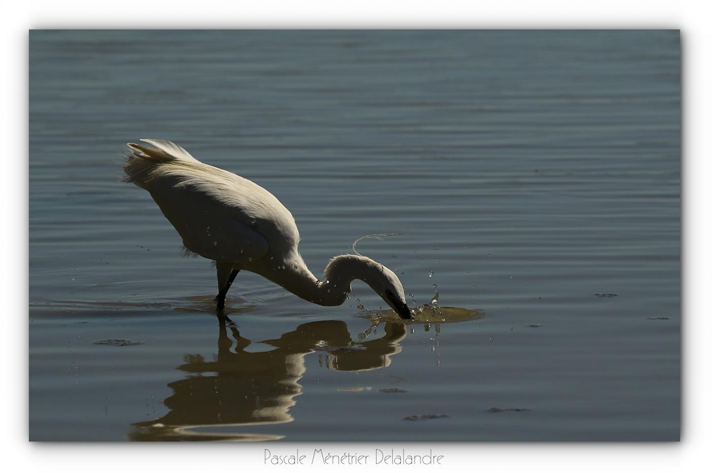 Aigrette garzette à l'affût...
