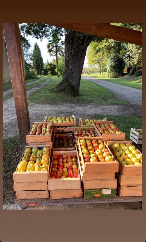 CUEILLETTE 2024 pommes biologiques en octobre