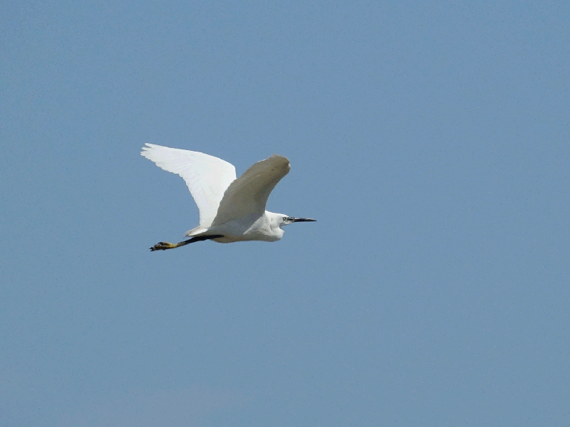 Le vol de l'Aigrette garzette, Little Egret fly (Egretta garzetta) - La Couarde-sur-Mer - Île de Ré - 17