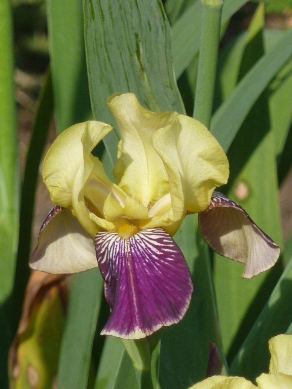 Beauté de l' IRIS ...