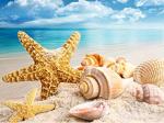 Recup coduillage de mer