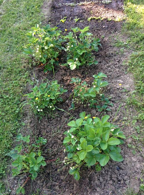 Notre potager 2015...