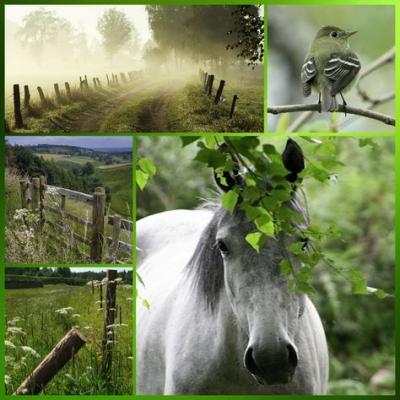 collages animaux