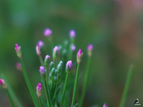 "Story of Flowers"