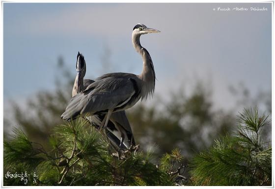 Héron cendré - Ardea cinerea - Grey Heron