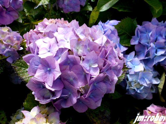 Cette fleur de l'été breton par exellence venue en limousin 